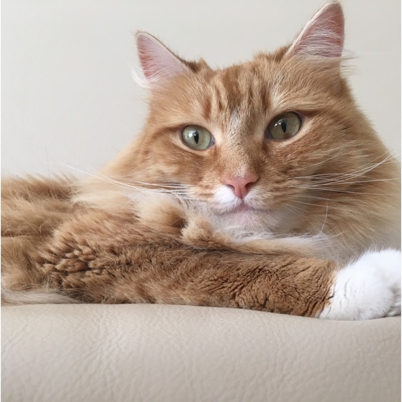 Hello! Meow! 🐾 - Picture 13 of 14